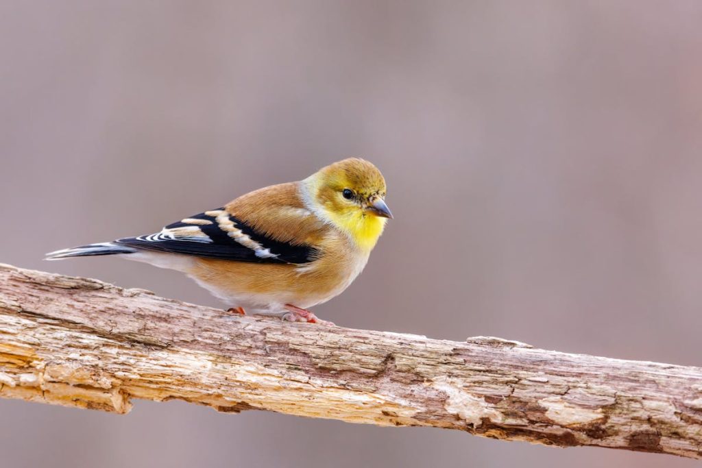 American goldfinch
